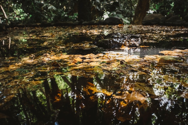 Autumn leaves floating on lake