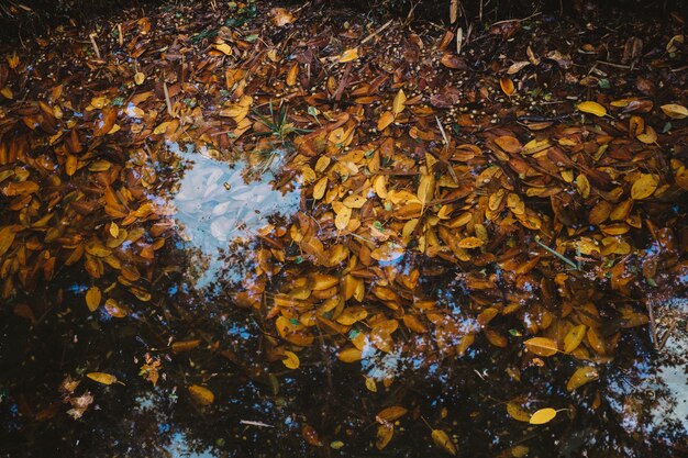 湖の紅葉