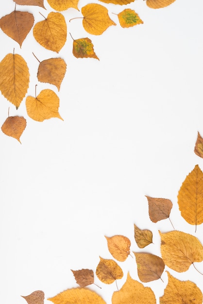 Foto gratuita foglie d'autunno in due angoli