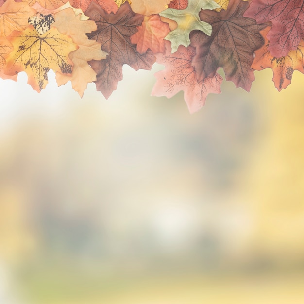 Бесплатное фото Осенние кленовые листья, выполненные как верхняя рама
