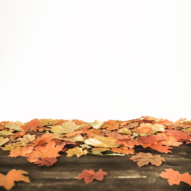 Autumn maple leaves lying on wooden ground