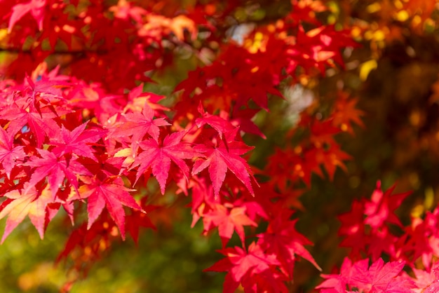 风花恋