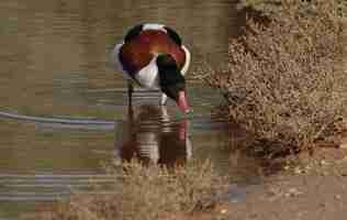 Free photo autumn migrant common shelduck