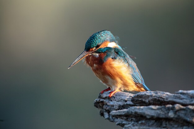 Autumn migrant female Common kingfisher Alchedo atthis