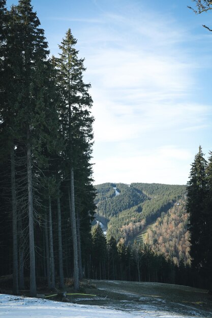 Autumn mountain forest with snow in sunny day