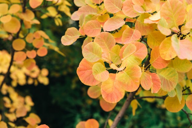 Foto gratuita foglie d'arancio d'autunno