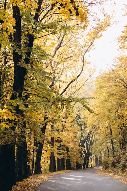 秋の公園の景色