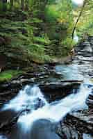 Free photo autumn river in woods