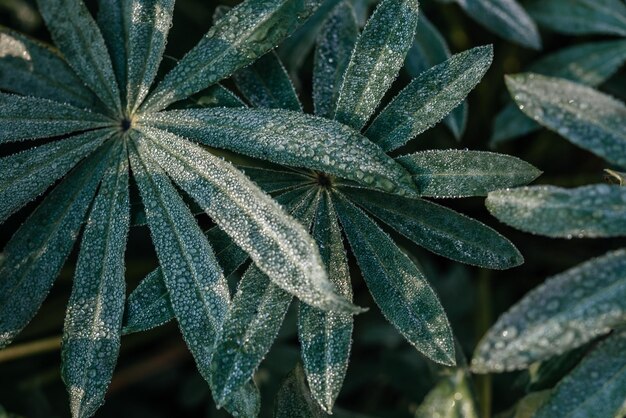 Autumn's morning frost, green leaves of lupin covered with frost in the morning