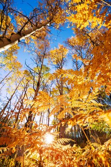 Осенняя сцена в желтых тонах. падение фона. Premium Фотографии