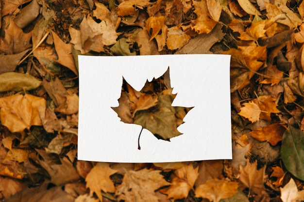 Free photo autumn shapes with leaves concept