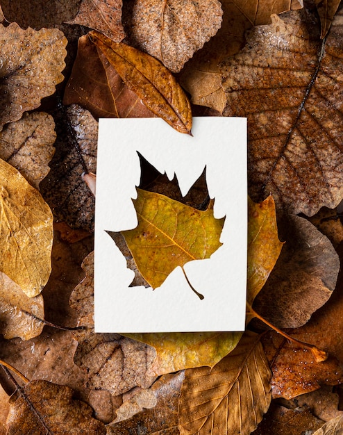 Free photo autumn shapes with leaves concept