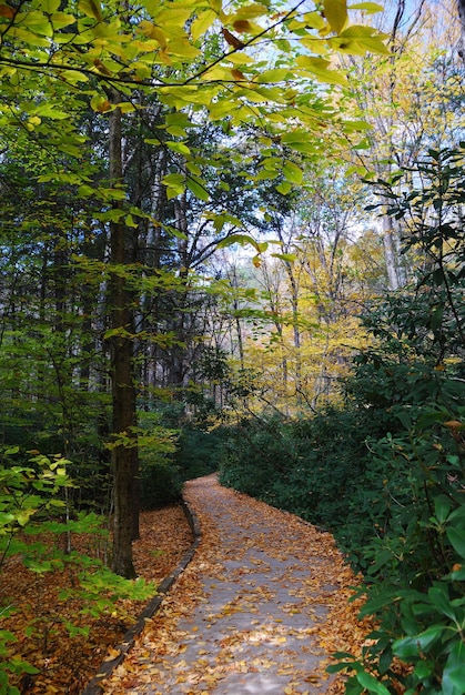 Autumn trail in forest