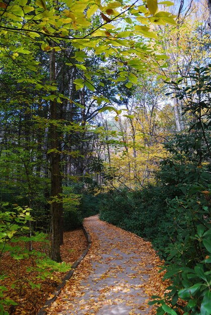 Autumn trail in forest