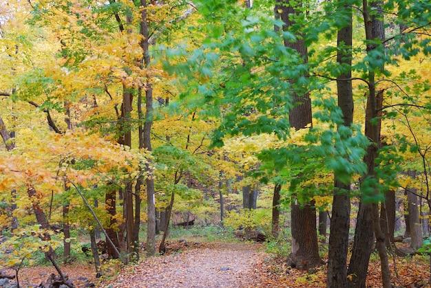 Free photo autumn trail