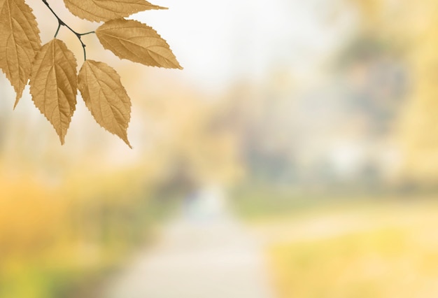 Filiale di albero di autunno che appende nell'angolo