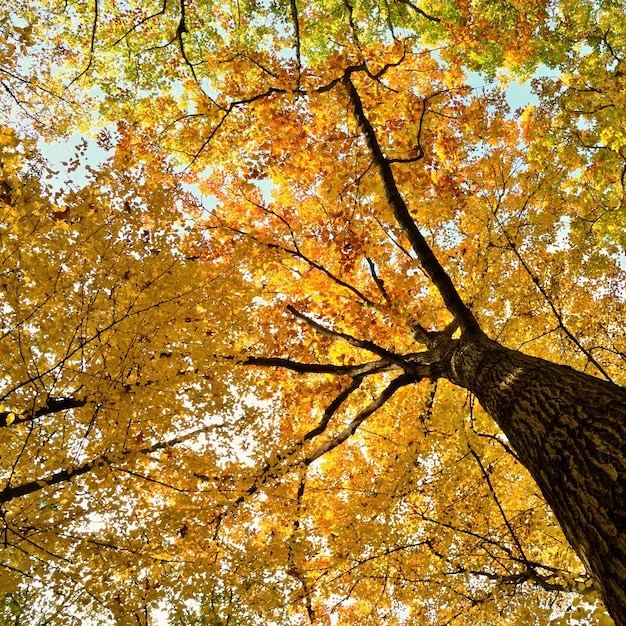 「下からの秋の木」