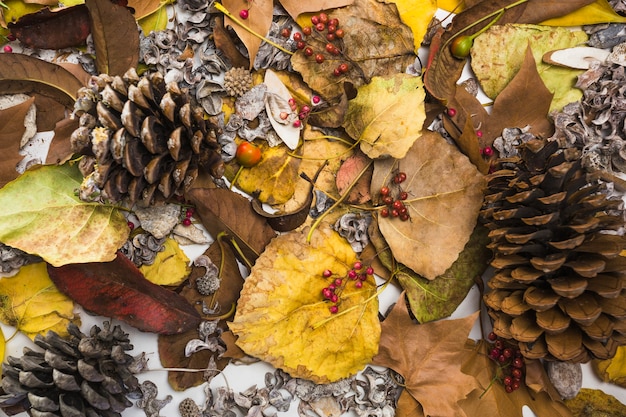 Foto gratuita vegetazione d'autunno