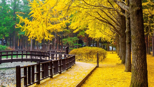 韓国、南怡島のイチョウの木と秋。
