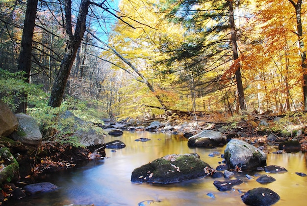 Foto gratuita bosco autunnale con ruscello