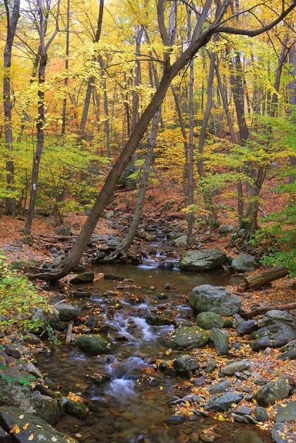 Autumn woods with yellow maple trees and creek with rocks and foliage in mountain.