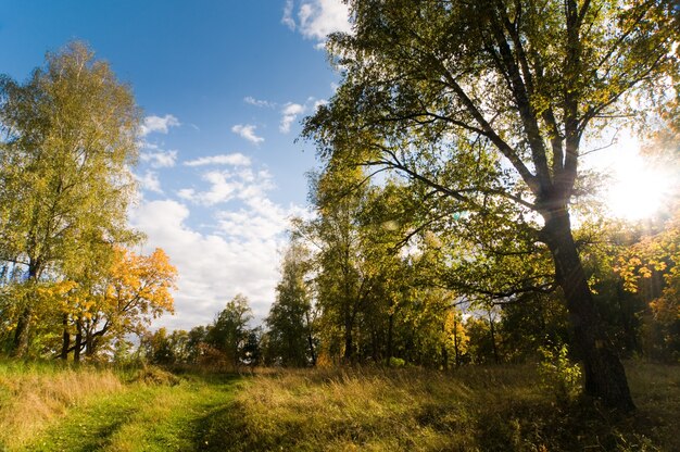 Autumn woods