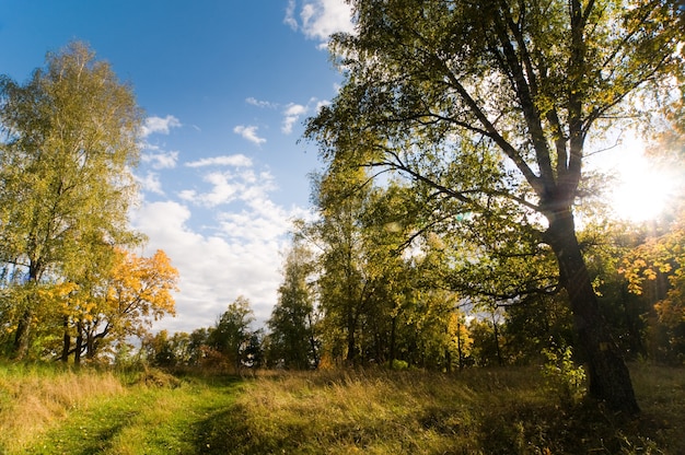 Autumn woods