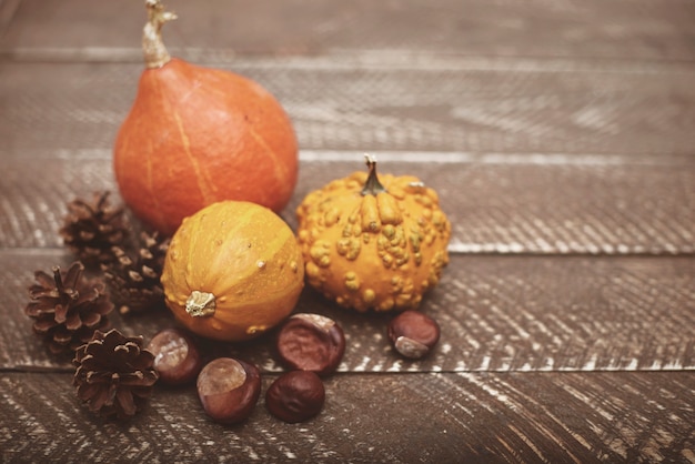 Composizione autunnale di zucche, castagne e pini