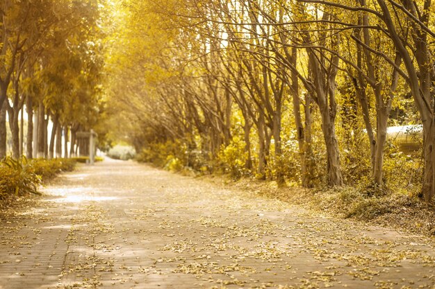 Осенний пейзаж с сухими листьями на тротуаре