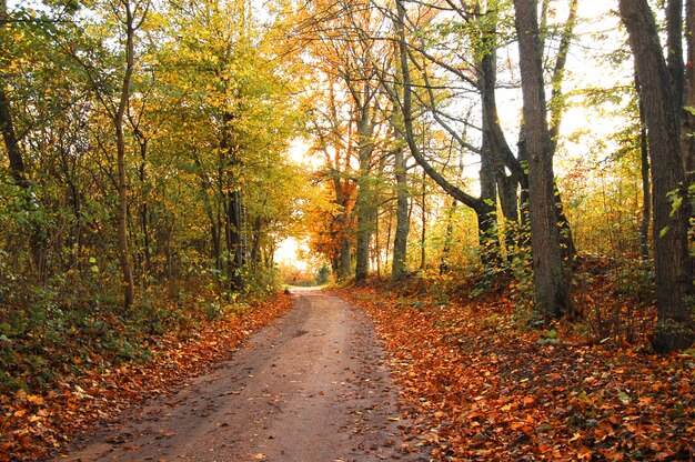 歩道上の乾燥葉と秋の風景