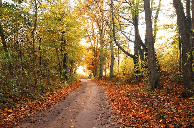 歩道上の乾燥葉と秋の風景