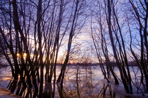 Autumnal landscape with leafless trees