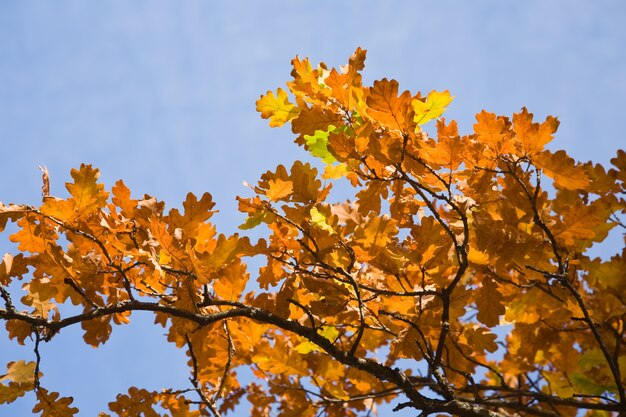 Autumnal  leaves of oak
