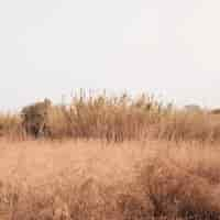 Foto gratuita scenario di autumun con un campo di grano