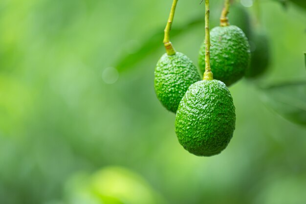 Avocado in the garden