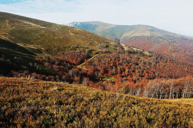 카르파티아 산맥의 멋진 붉은 비어치 숲