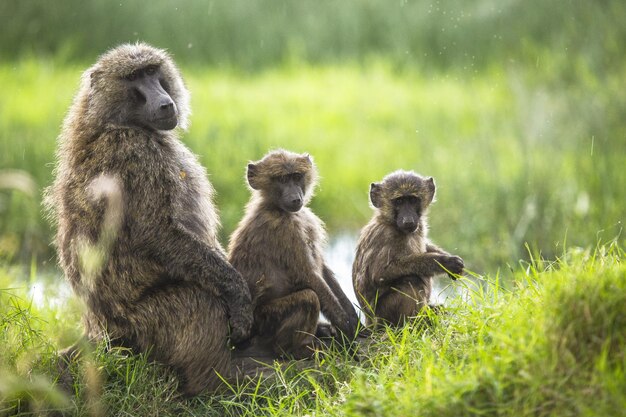 케냐 나쿠루에서 포착된 잔디 덮인 들판에 앉아 있는 개코원숭이와 그녀의 아이들