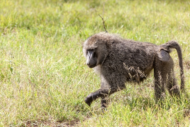 Baboon monkey