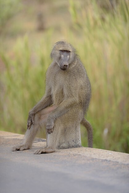 baboon sitting on a rock on the side of the road