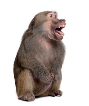 Baboon with mouth openon a white isolated, simia hamadryas
