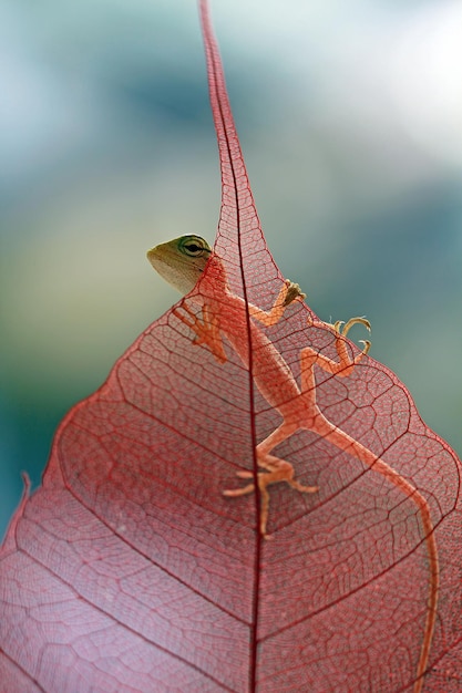 Бесплатное фото baby a londok calotes крупным планом сухие листья