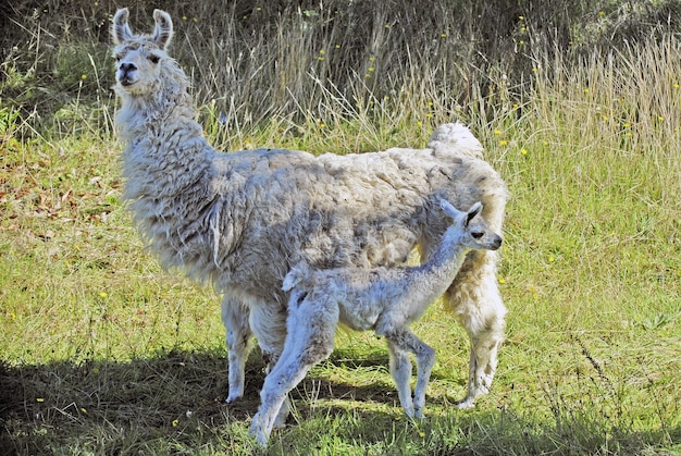 Малышка альпака стоит перед большой альпакой на поле