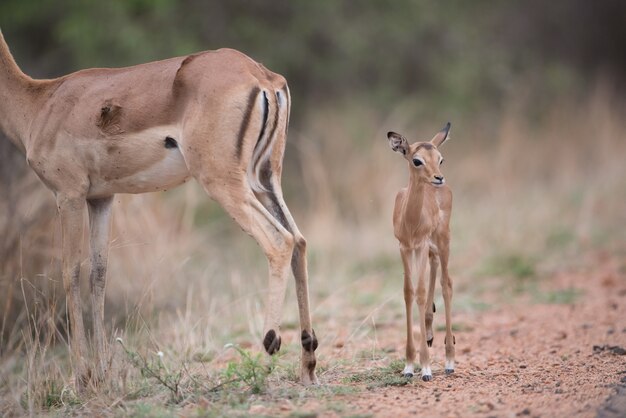 Маленькая антилопа гуляет вместе с матерью антилопой