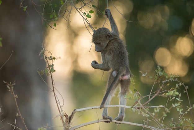 Foto gratuita babbuino del bambino che appende di un ramo