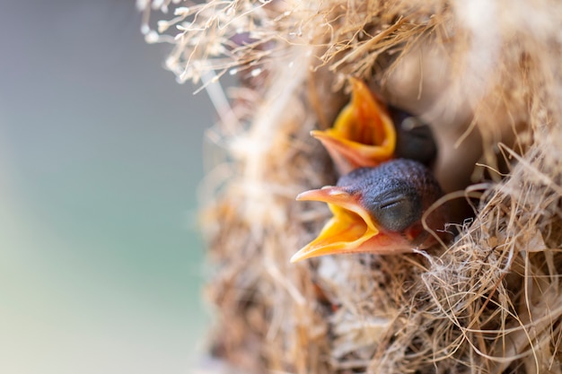 ぼやけた赤ちゃん鳥の近くの巣にクロウタドリのクローズアップ 無料の写真 ぼやけた赤ちゃん鳥の近くの巣にクロウタドリのクローズアップ 無料の写真
