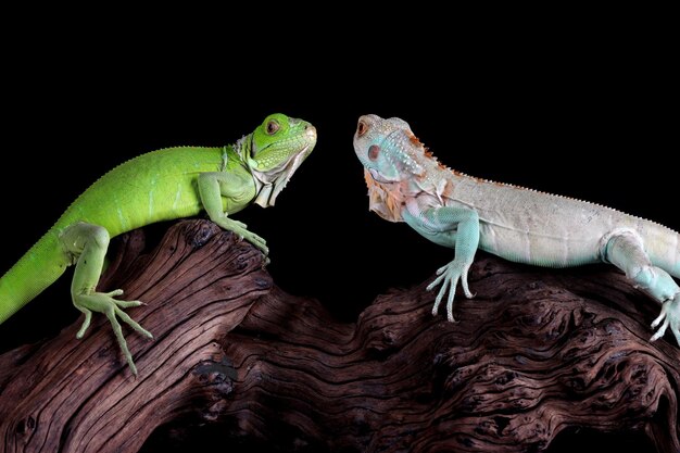 Baby Blue and green Iguana closeup on wood Blue Iguana Grand Cayman Blue Iguana Cyclura Lewisi