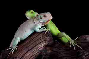 Foto gratuita primo piano dell'iguana blu e verde su legno iguana blu grand cayman iguana blu cyclura lewisi