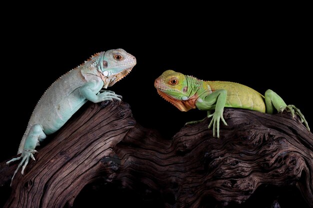 나무에 베이비 블루와 그린 이구아나 근접 촬영 블루 이구아나 그랜드 케이맨 블루 이구아나 Cyclura Lewisi