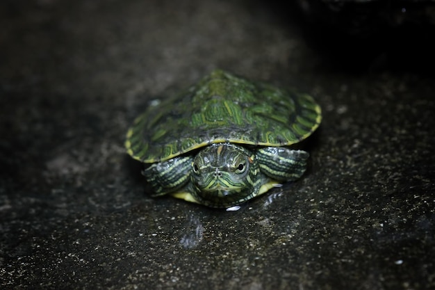 Baby Brazilian turtle closeup on watter