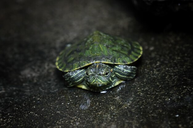 Baby Brazilian turtle closeup on watter